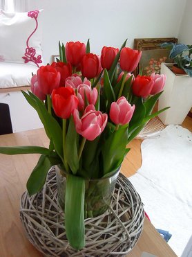tulpen
