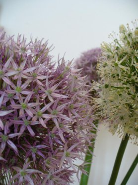 Allium