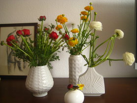 Ranunkeln in allen Farben