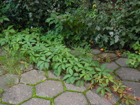 das grün erobert sich