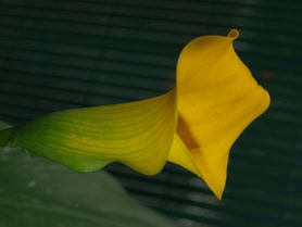 calla mit der ersten blüte