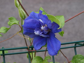 clematis blau