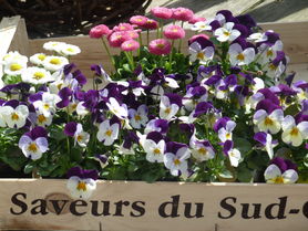 Blumenkiste