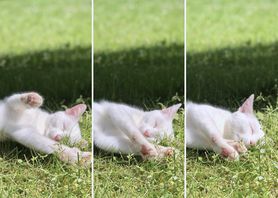 Katzenglück 💭... 