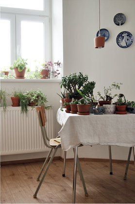 pflanzenpflege-ritual