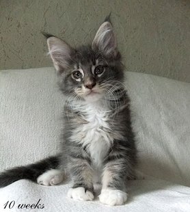 Unser neues Familienmitglied Gismo