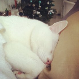 Sunday Chilling mit meinem pelzigen Liebling ❤️