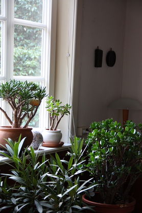 Des Oleanders Winterquartier