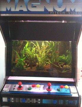 Das etwas andere Aquarium 1