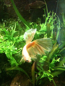 Das etwas andere Aquarium 2