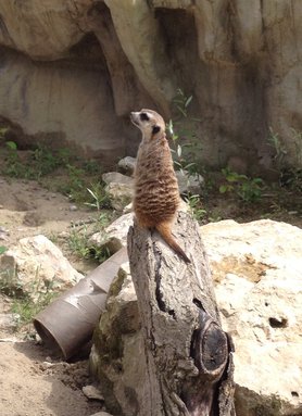 Kein Geheimtipp , aber.....