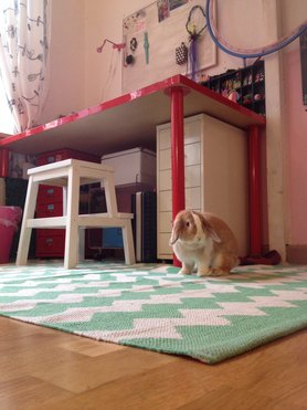 So, Mia darf auch mal, wenn sie da schon so dekorativ auf dem Teppich sitzt ☺️