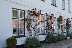 Glückliche Rosen in Glücksburg