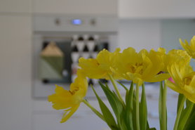 Sonnengelbe Tulpen...