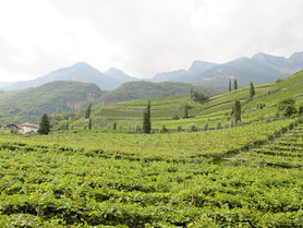 Südtiroler Weinstraße