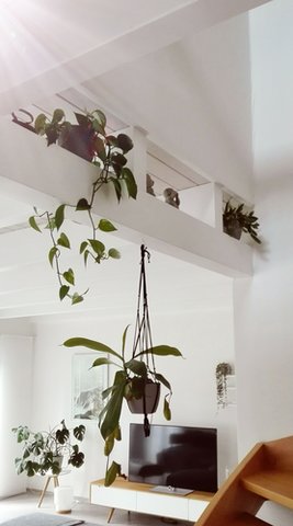 Fotofrage wie lebst du mit Zimmerpflanzen