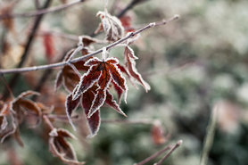 Gefrorenes Blatt