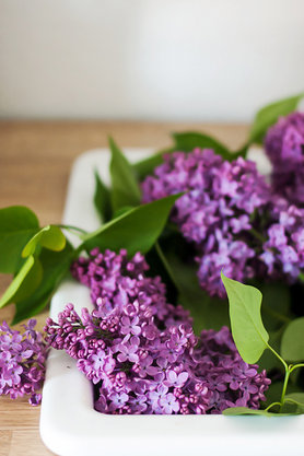 Flieder - oh, welch wunderbarer Duft