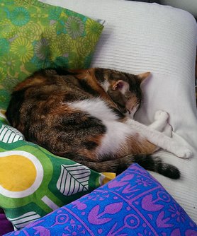 für aada: schlafmieze