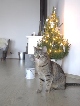 Frohe Weihnachten...