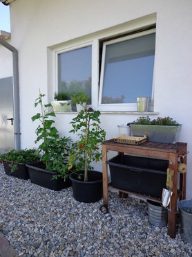 Pflanzecke und Gemüse