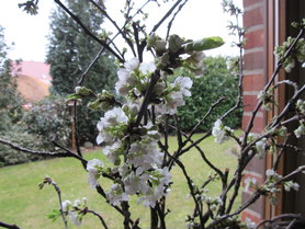 Die Kirschbaumzweige blühen :0)