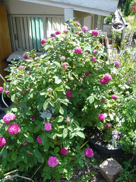  Meine Rose de Resht in voller Blüte