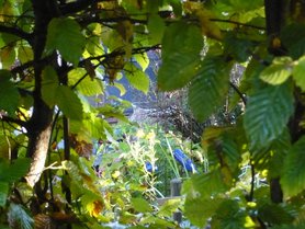 Ein Blick durch mein Rundes Fenster in den Garten