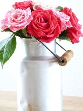 Rosen in der alten Milchkanne