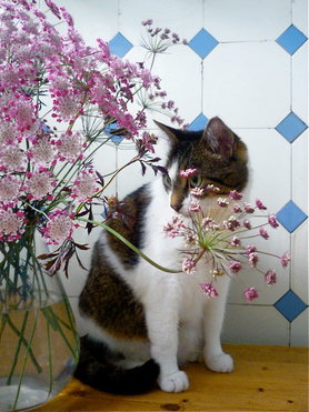 die Küchenkatze *