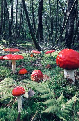 Wunderwelten 🍁🍄