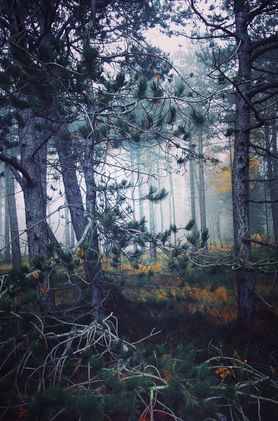 NewYearMood 🌲🌚☄️