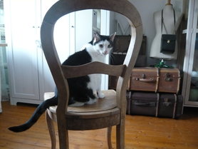 Kater im Ankleidezimmer