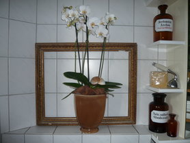 Orchidee