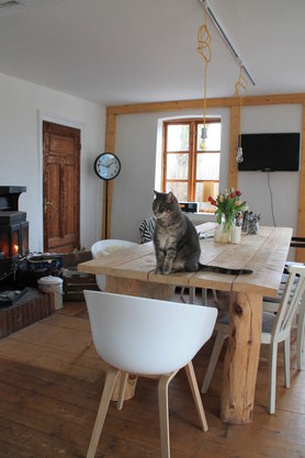 Frische Tulpen und der große Carlos...