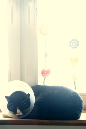 Armer schwarzer Kater...