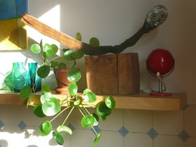 Riesenstreichholz mit grüner Vasensammlung