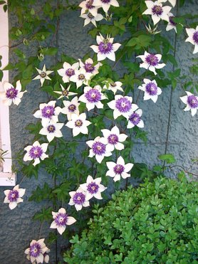 Clematis