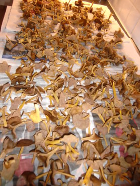 Pfifferlinge ( Trattkantereller)