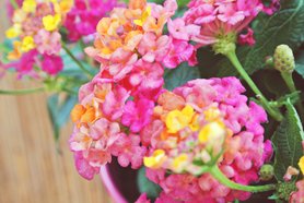 Pink/Yellow/Orange Flowers!