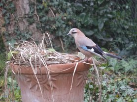 Neuer Mitbewohner im Garten