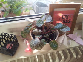 Hängender Steinbrech