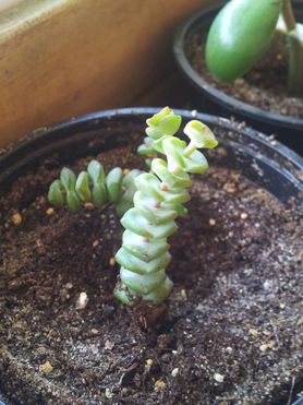 Crassula rupestris perforata