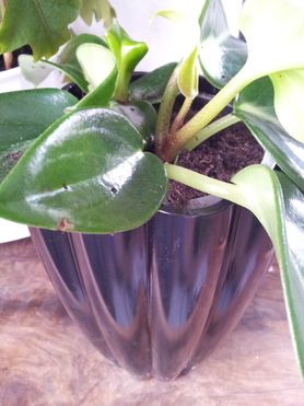 Peperomia maculosa