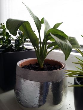 Lieblingstopf in Silber