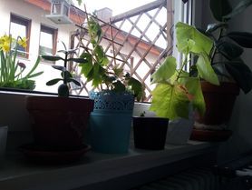 Zimmerlinde - große Schwester