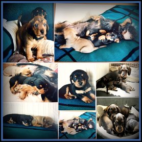 Beschlagnahmter Divan---Biba---meine Rauhaardackelin mit Welpen