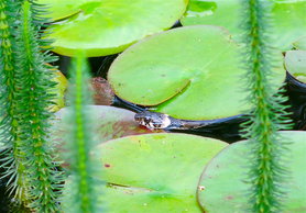 Meine Glücksbringerin im Biotop