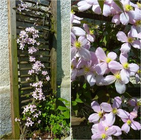 Wadrebe an der Hauswand