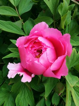 Ich liebe Pfingstrosen. In